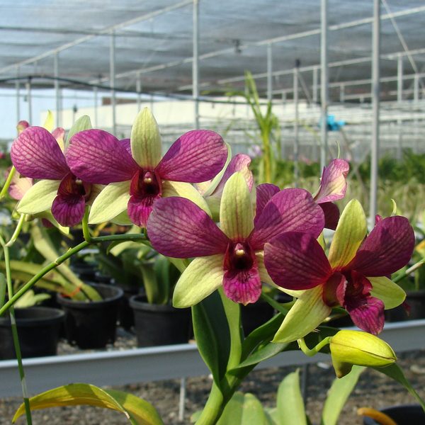 X396 · Dendrobium Suwan Gold