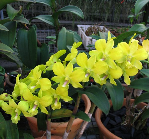 X399 · Dendrobium Beenana ‘Master Piece’