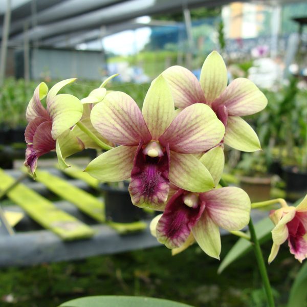 Dendrobium Burana Green × Compactum orchid, flower number X406