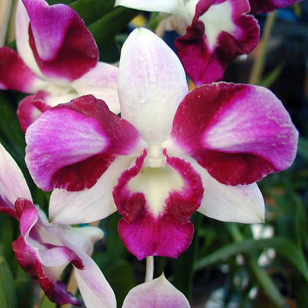 Dendrobium King Dragon orchid, flower number X411