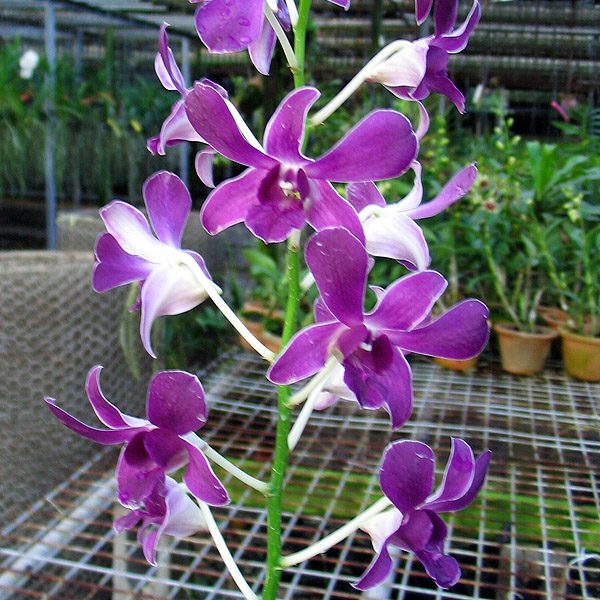 Dendrobium Halawa Beauty × Dendrobium Halawa Holoi orchid, flower number X412