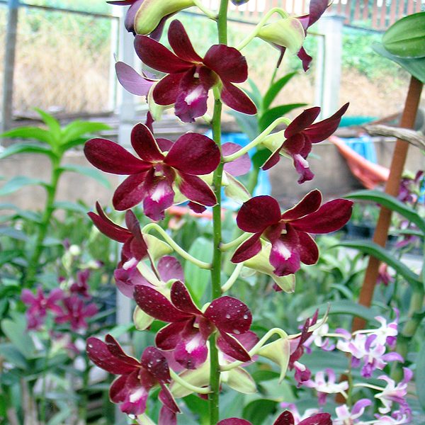 X416 · Dendrobium Burana Jade