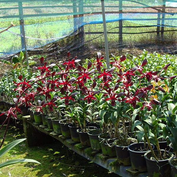 Dendrobium Nill Mongorn orchid, flower number X420