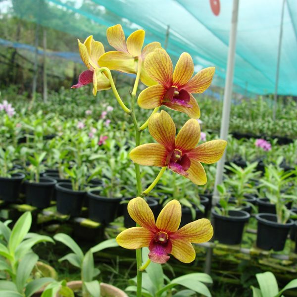 Dendrobium Pinwattana orchid, flower number X421