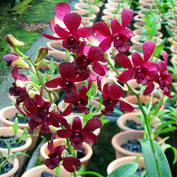 Dendrobium Burana Dark Blue orchid, flower number X422
