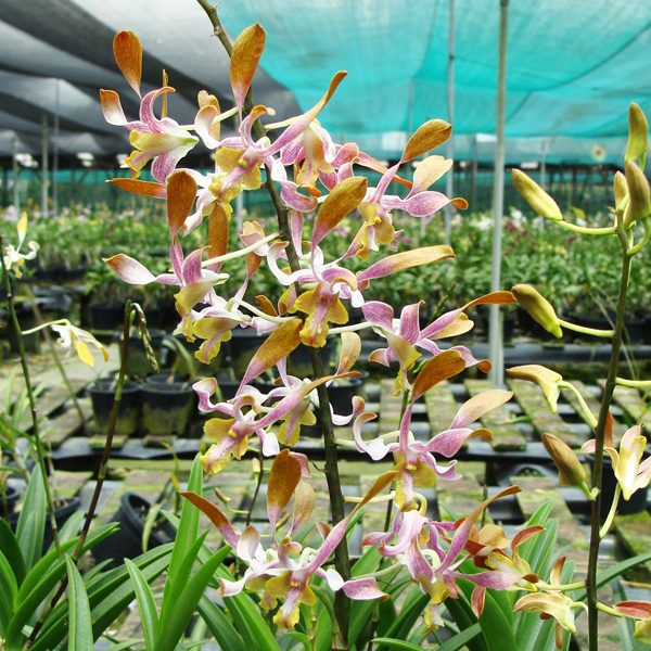 Plant Dendrobium Sun Chuli orchid, flower number X425