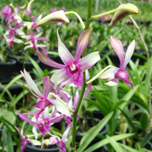 Dendrobium Ceasar Pinky orchid, flower number X426