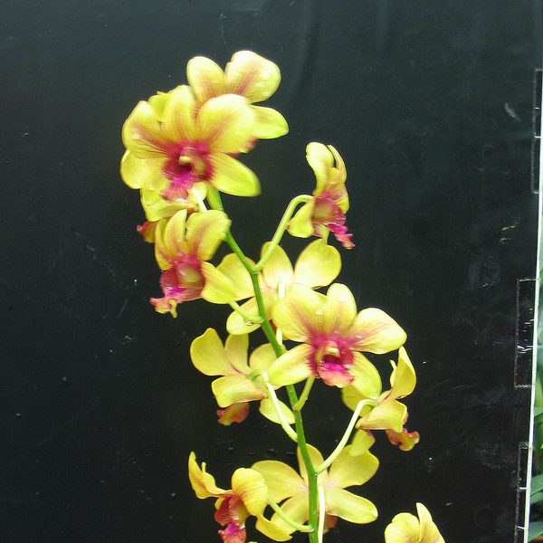 Dendrobium Udom Gold orchid, flower number X430