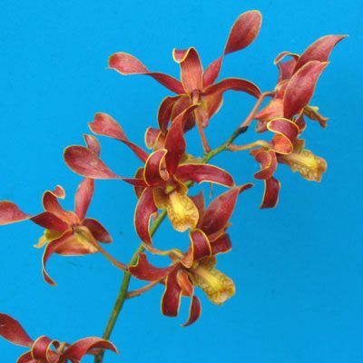 Dendrobium Copper Queen orchid, flower number X433