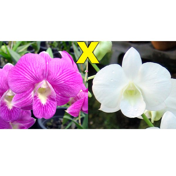 Dendrobium Burana Stripe × White Dragon orchid, flower number X434