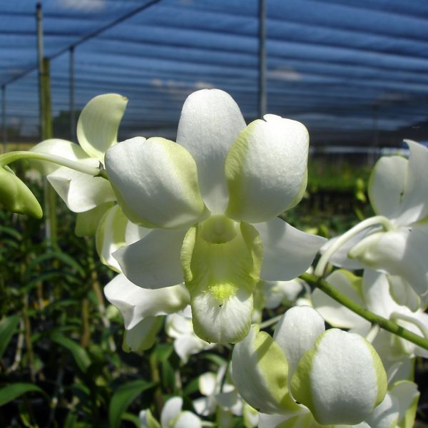 Dendrobium Liberty orchid, flower number X435