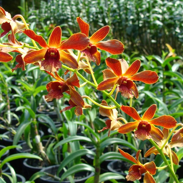 X436 · Dendrobium Thongchai Gold × Minnie