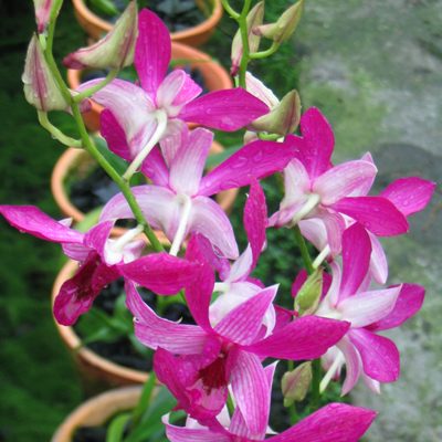 X437 · Dendrobium Judy Rose