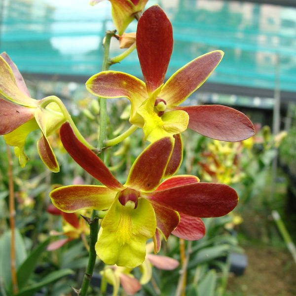 Dendrobium Burana × Minnie orchid, flower number X439