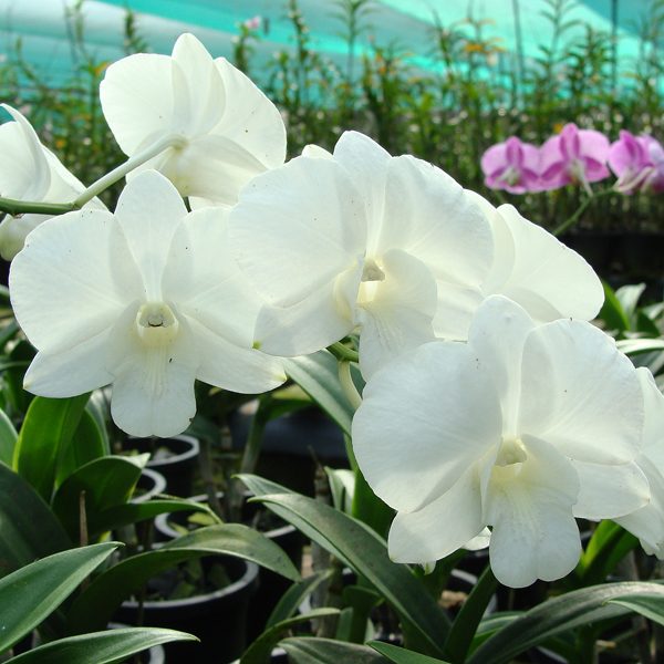 X440 · Dendrobium Burana White × Hirota White