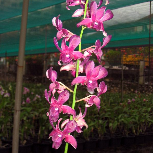 Dendrobium Kikuya × Fuchs Blue Angel orchid, flower number X444