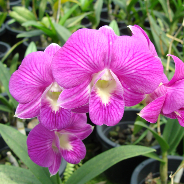 Dendrobium Burana Stripe orchid, flower number X445