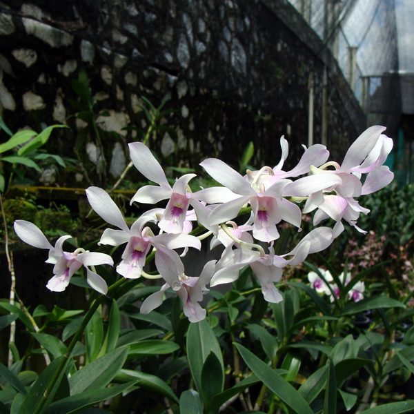 Dendrobium Channel orchid, flower number X448