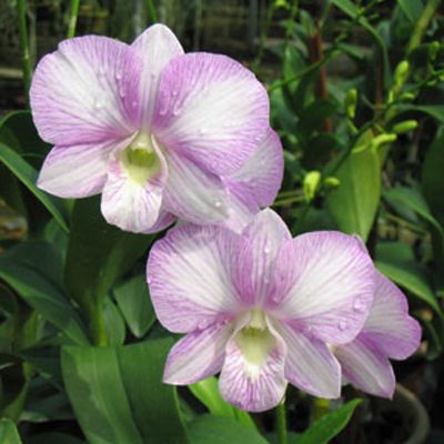 Dendrobium Burana Sweet orchid, flower number X450