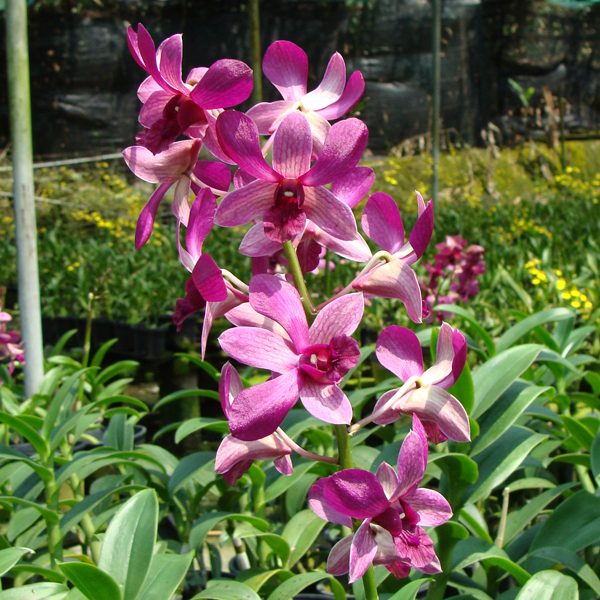 Dendrobium Burana Jade × May Neal × Norma Jackson orchid, flower number X460