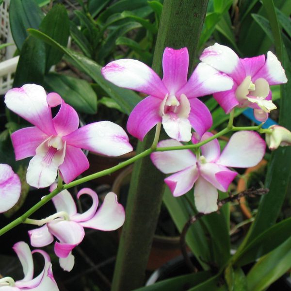 Dendrobium Shavin Spot orchid, flower number X462