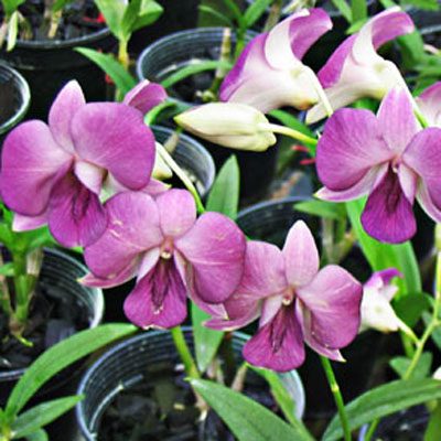 Dendrobium Sabin Blue × Compactum orchid, flower number X469