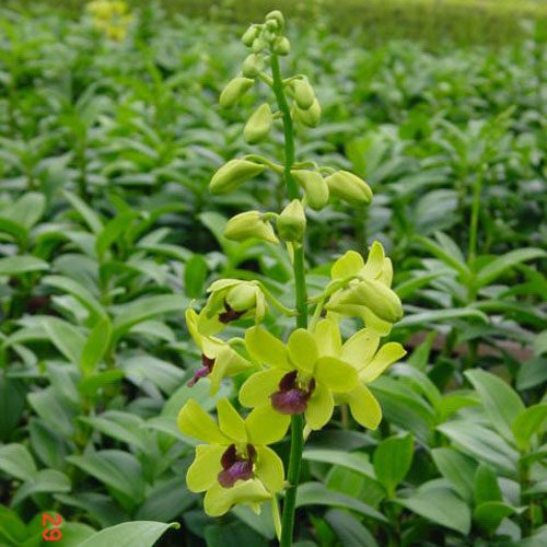 Dendrobium May Neal × Madame Uraiwan orchid, flower number X479