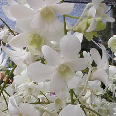 Dendrobium Shavin White orchid, flower number X483