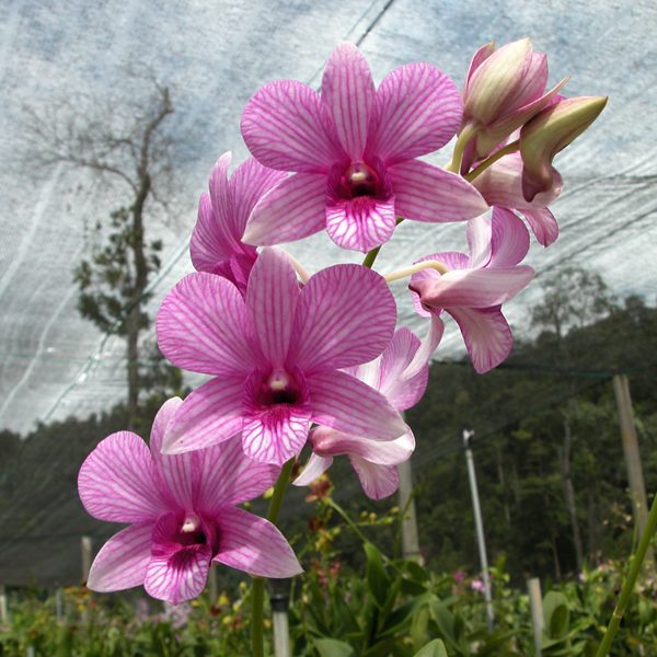 Dendrobium Mike Stripe 'White' orchid, flower number X484