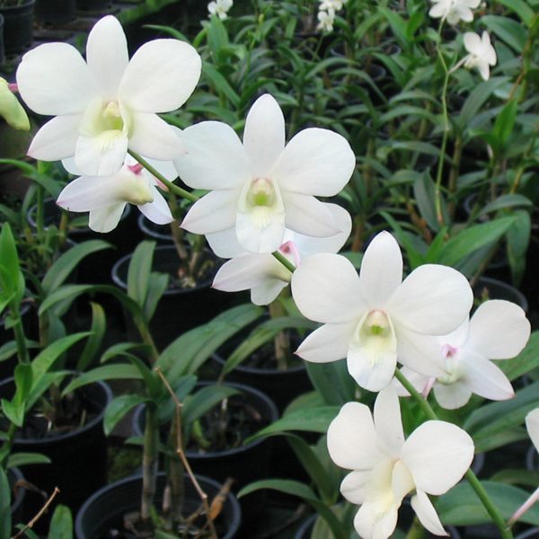 Dendrobium Emma White × Burana White orchid, flower number X489