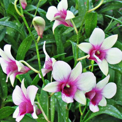 Dendrobium Mike Stripe orchid, flower number X493
