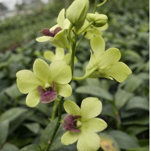 Dendrobium Burana Green orchid, flower number X496