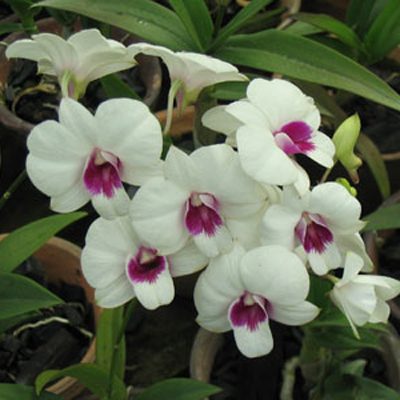 Dendrobium Biggibbum Var Compactum orchid, flower number X501