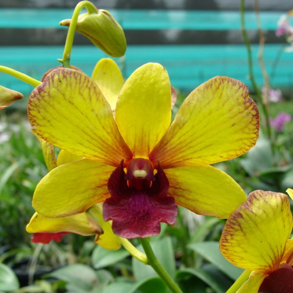 Dendrobium Siam's Gift orchid, flower number X507