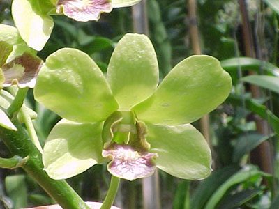 Dendrobium Palolo Sunshine × Burana Jade orchid, flower number X508