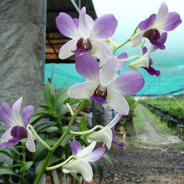 Dendrobium Aridang Blue orchid, flower number X510