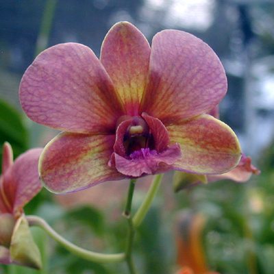 Dendrobium(Bobby Messina × Toyo) orchid, flower number X511
