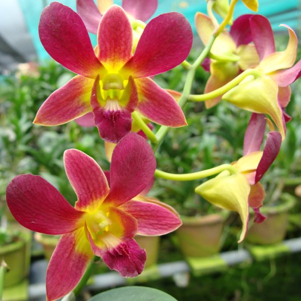 X529 · Dendrobium Aridang × Burana Sunday