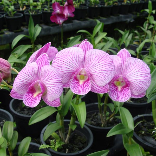 Dendrobium Diamond Queen × Burana Stripe orchid, flower number X531