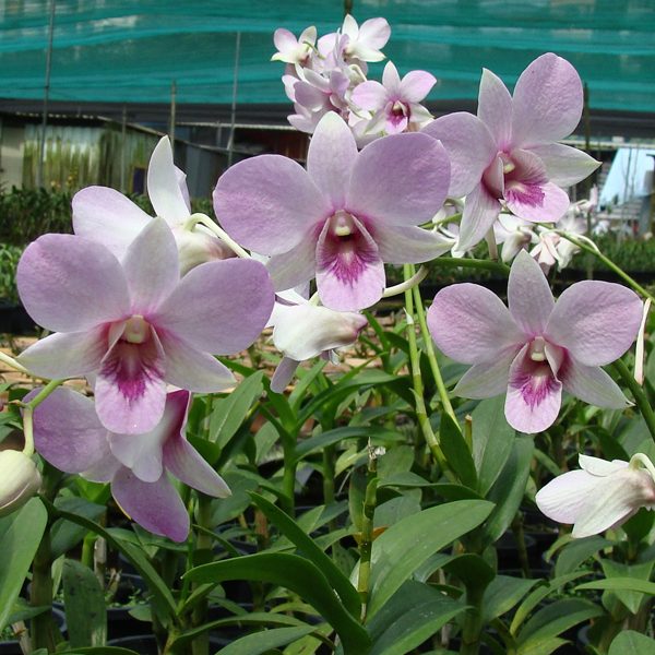 DendrobiumBlue Sky orchid, flower number X534