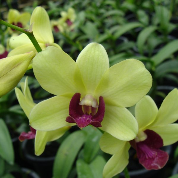 Dendrobium Madame Vipar × Burana Green Star orchid, flower number X535