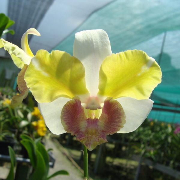 Dendrobium Nopporn Starrbright orchid, flower number X536