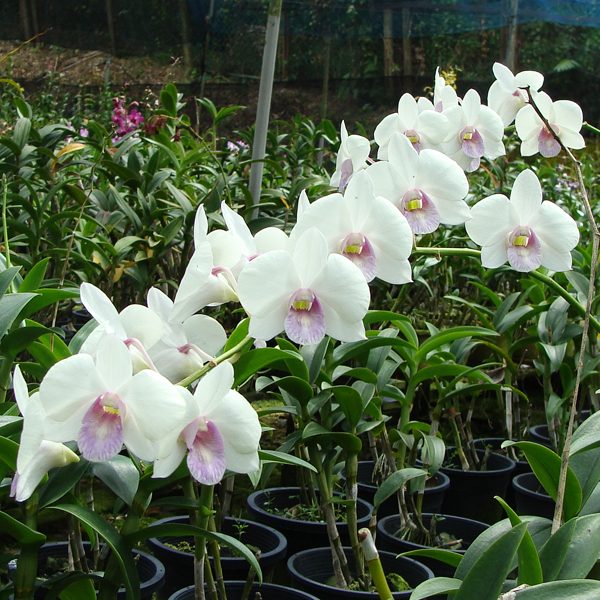 Dendrobium Kasem White × Dendrobium Madame Vipa orchid, flower number X537