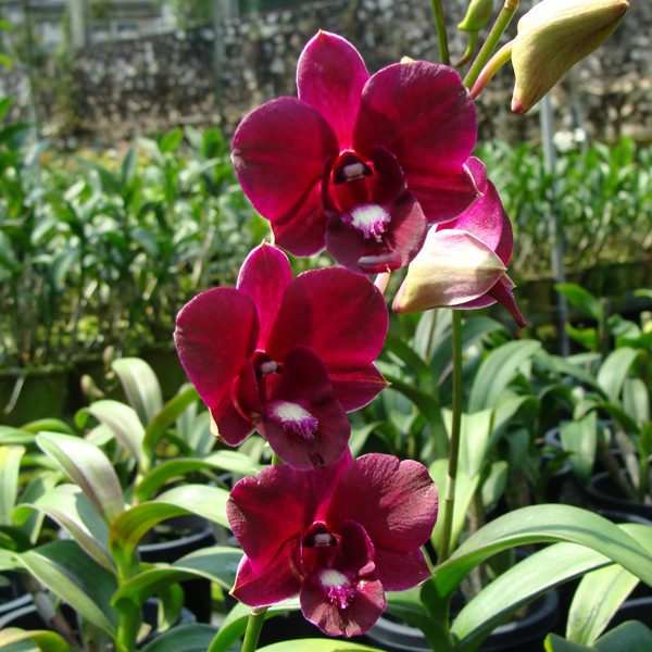 Dendrobium Cleopatra Beauty × Udomsri orchid, flower number X538