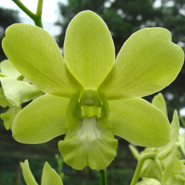 Dendrobium Aridang Green × Oliver Green orchid, flower number X540