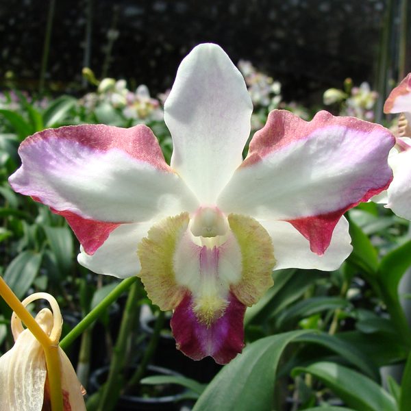 Dendrobium Nopporn Starbright orchid, flower number X543