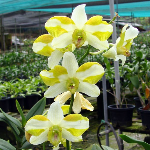 X544 · Dendrobium Nopporn Starbright