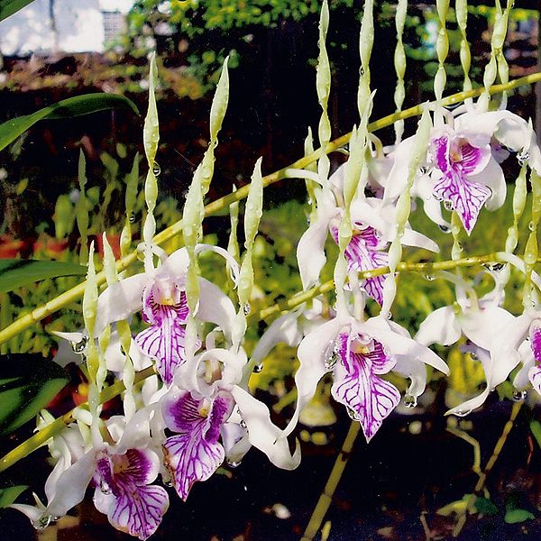 Species Plant-S Den Stratiotes orchid, flower number X545