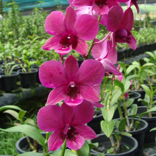 Dendrobium Blue Violetta & Red Maroon orchid, flower number X546