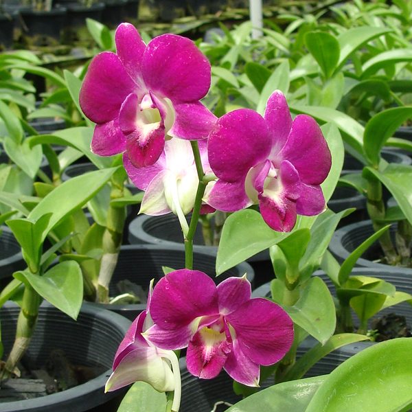 Dendrobium Blue Foxtail × Udom Blue Angel orchid, flower number X554